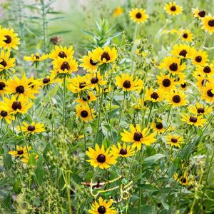 گل کوکب کوهی یا سوسن چشم سیاه Black Eyed Susan