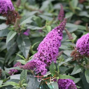 گل دم موشی Butterfly Bush