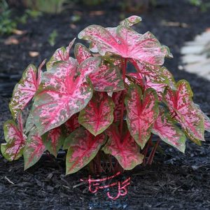 گل کالادیوم یا فیل گوش Caladium