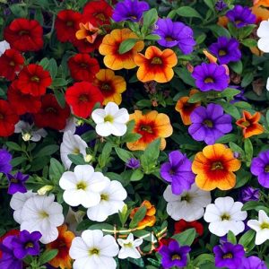 گل کالیبراکوآ Calibrachoa