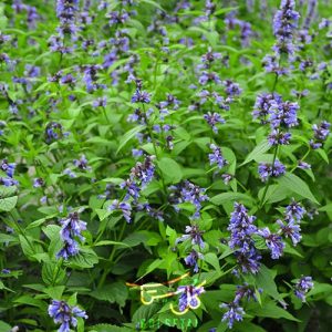 گل نعناع گربه ای Catmint