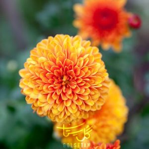 گل داوودی Chrysanthemums