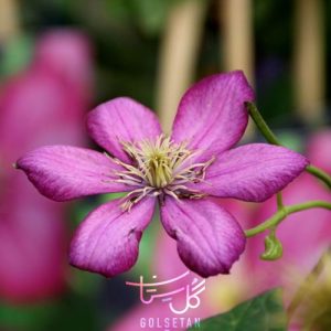 گل کلماتیس Clematis