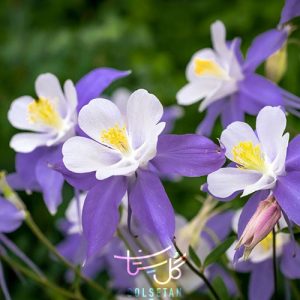 گل تاج الملوک Columbine