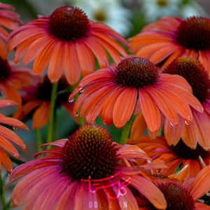 گل سرخارگل یا اکیناسه Coneflower