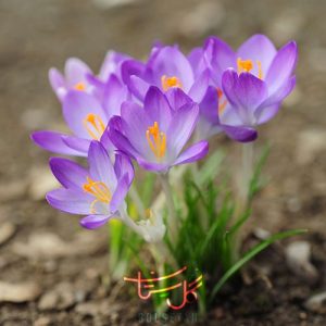 گل زعفران زینتی یا کروکوس Crocus