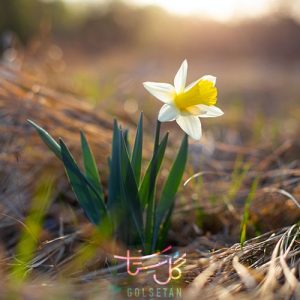 گل نرگس Daffodil