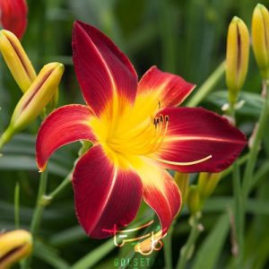 گل زنبق رشتی Daylily