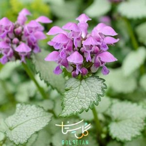گل گزنه سای ساقه آغوش Dead Nettle