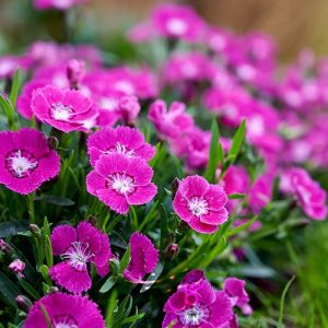 گل میخک Dianthus