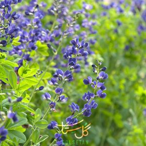 گل باپتیزیا False Indigo