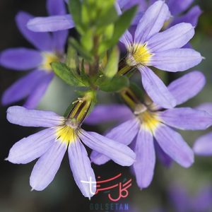 گل فن Fan Flower