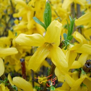 گل فورسیتیا یا یاس زرد Forsythia