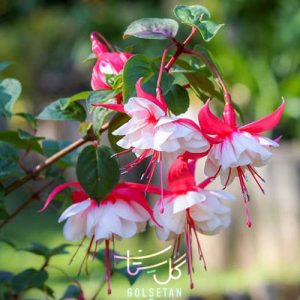 گل فوشیا یا گل گوشواره ای/ آویز Fuchsia