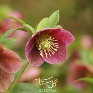 گل خربق Hellebore