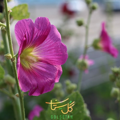 گل ختمی Hollyhock