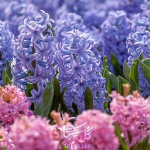 گل سنبل Hyacinth