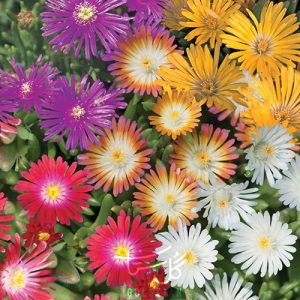 گل دلوسپرما Ice Plant