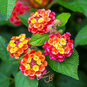 گل شاه پسند درختچه ای Lantana