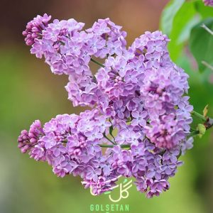 گل یاس خوشه ای Lilac