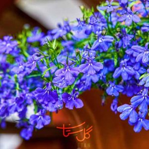گل لبلیا Lobelia