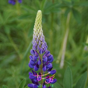 گل ترمس Lupine