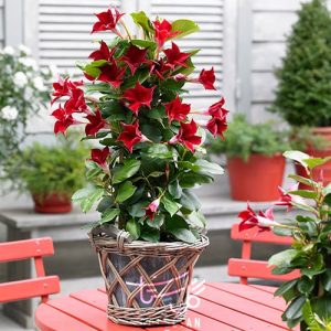 گل ماندویلا Mandevilla