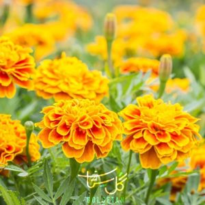 گل جعفری Marigold