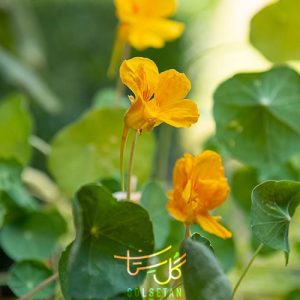 گل لادن Nasturtium