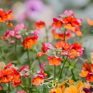 گل نمسیا Nemesia