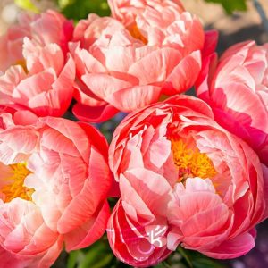 گل پیونی Peony