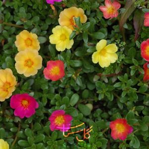 خرفه Portulaca