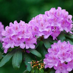 خرزه هندی Rhododendron