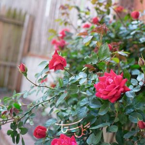 گل رز Rose