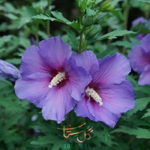 ختمی درختی Rose of Sharon