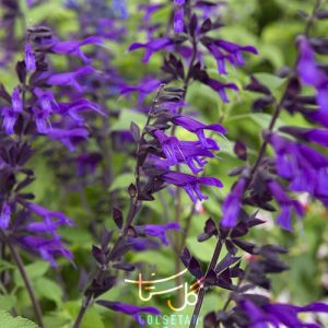 گل مریم گلی Salvia