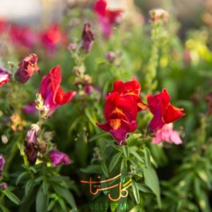 گل میمونی Snapdragon