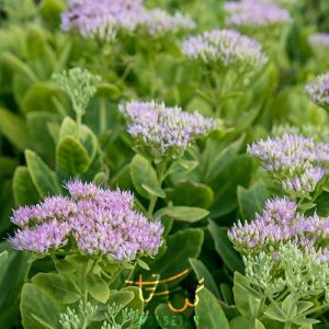 گل ناز Stonecrop