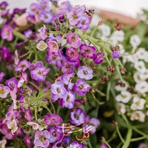 گل عسل Sweet Alyssum