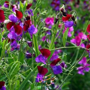 گل نخود Sweet Pea