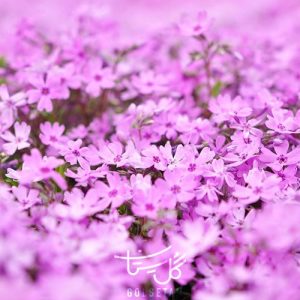 گل میخک دریایی Thrift