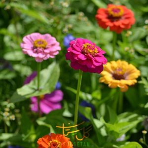 گل آهاری Zinnia