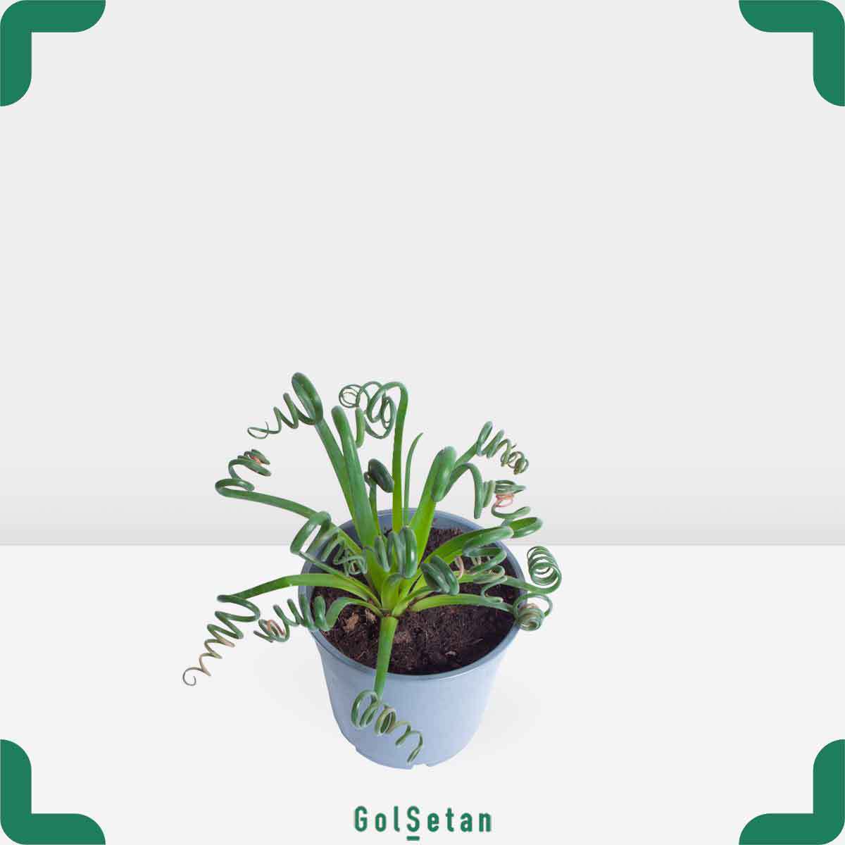 albuca-spiralis-plant-pot گلدان آلبوکا اسپیرالیس خاص