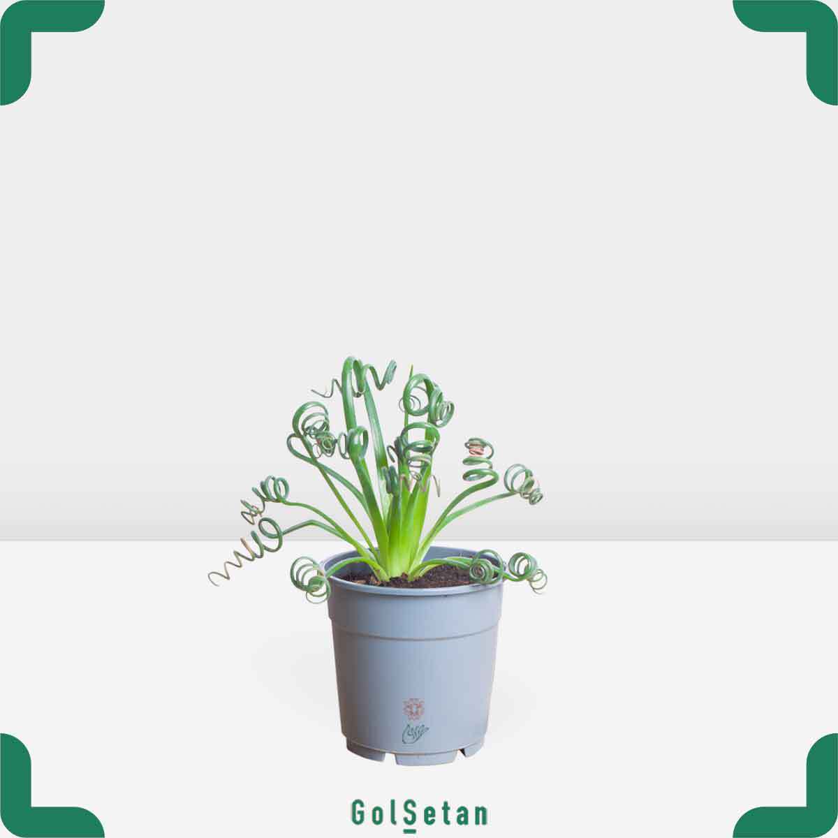 albuca-spiralis-pot گلدان آلبوکا اسپیرالیس جذاب