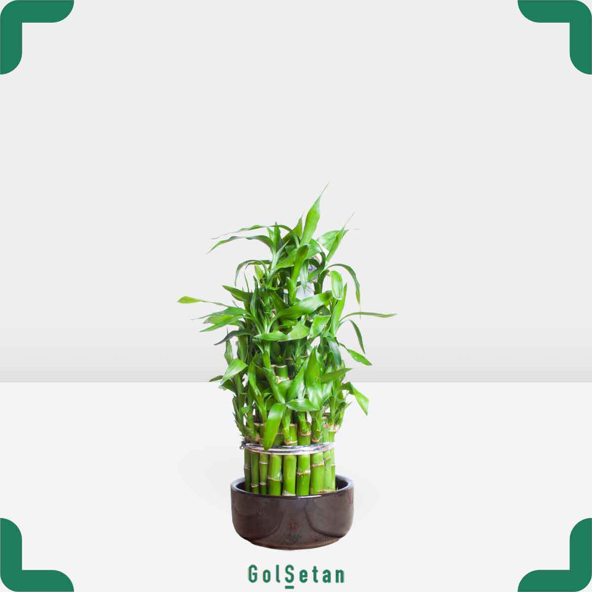 bamboo-package-plant پکیج لوکس بامبو خاص