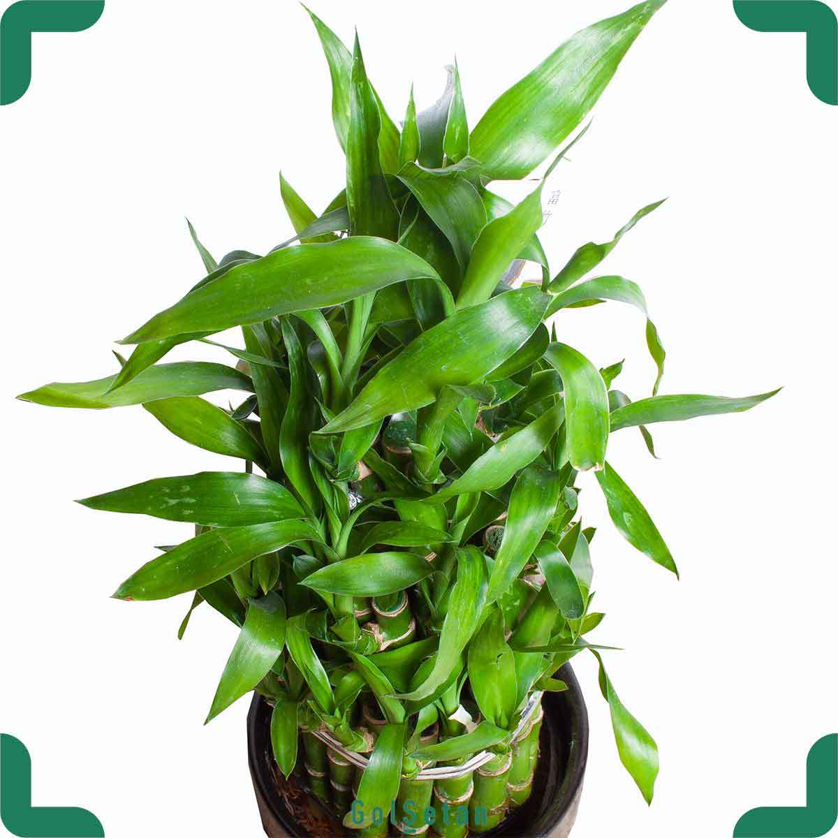 bamboo-package پکیج لوکس بامبو زیبا