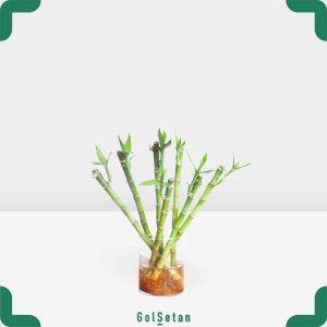 لاکی بامبو در گلدان شیشه ای زیبا