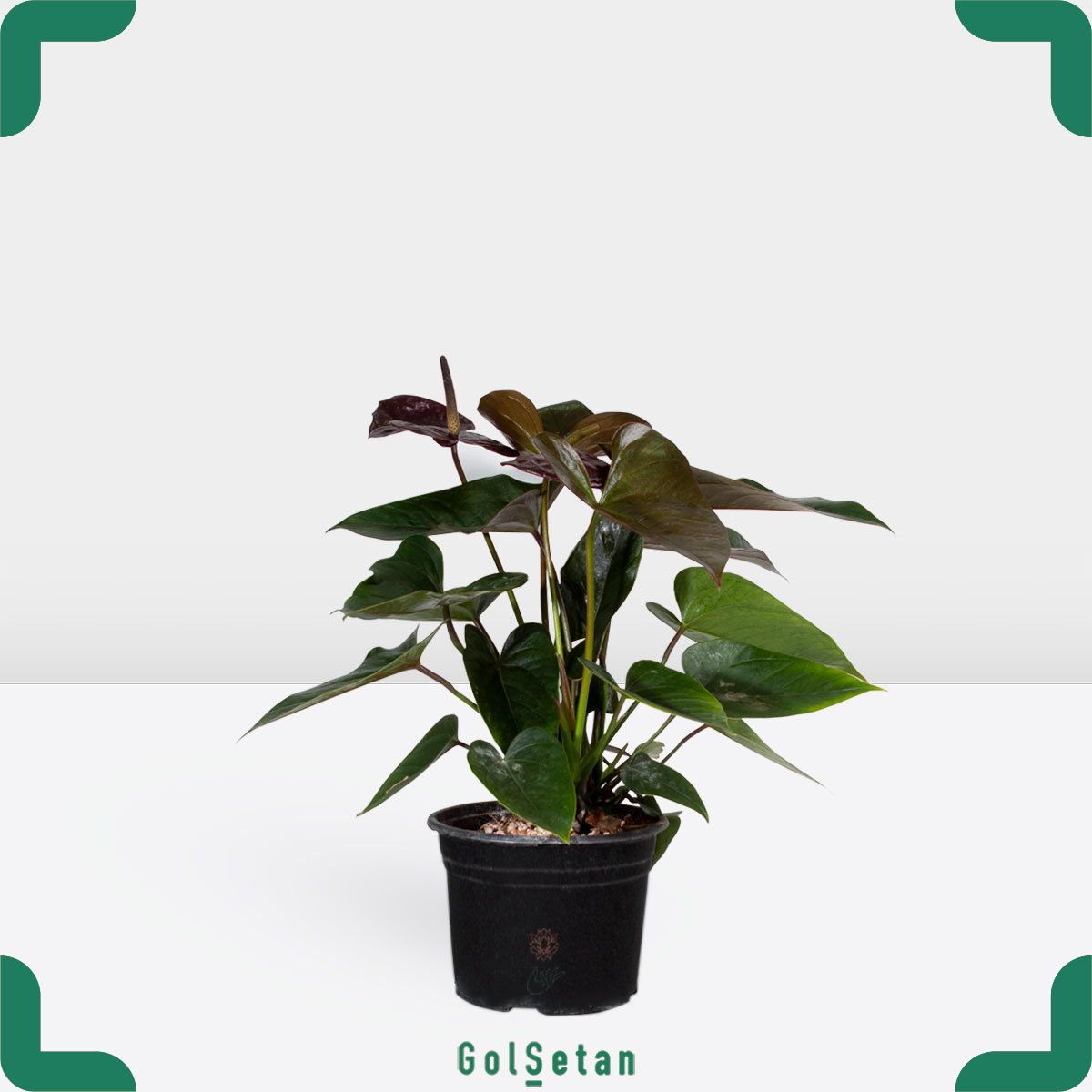 black-anthurium-plant-pot گلدان آنتوریوم بلک هلندی خاص