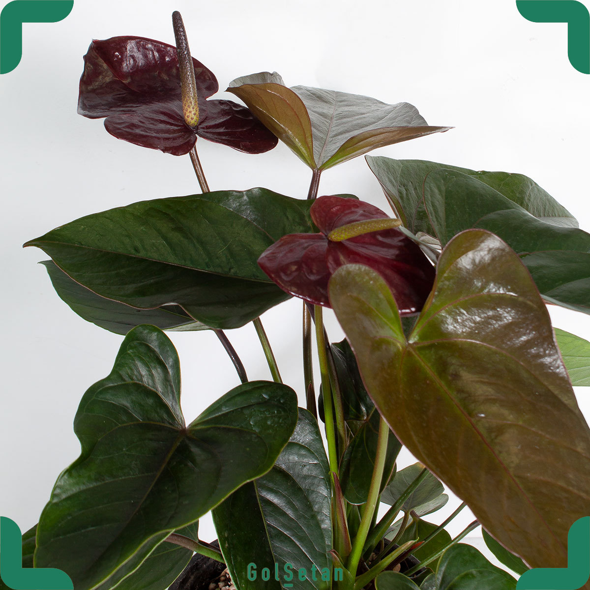 black-anthurium-pot گلدان آنتوریوم بلک هلندی زیبا