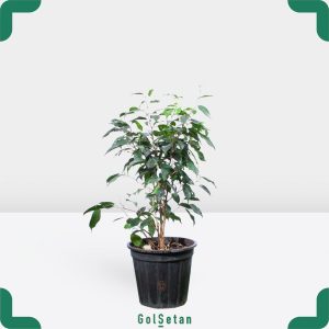 گلدان بنجامین بلک جذاب